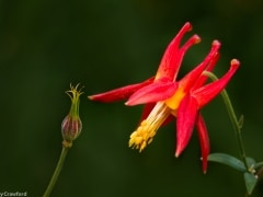Western columbine with seedhead (Aquilegia formosa) in Valdez, Alaska