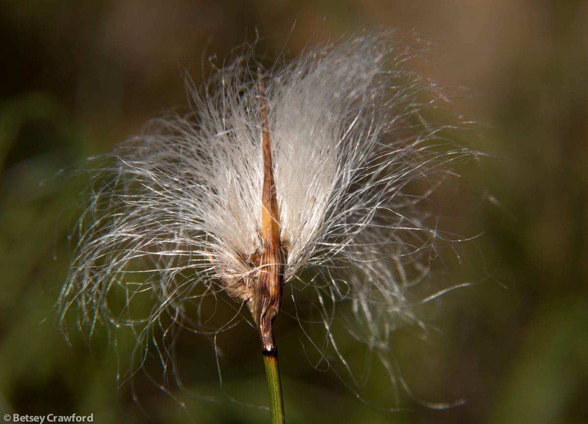 Cotton grass (Eriophorum angustifolium) at the Wynn Nature Center in Homer, Alaska