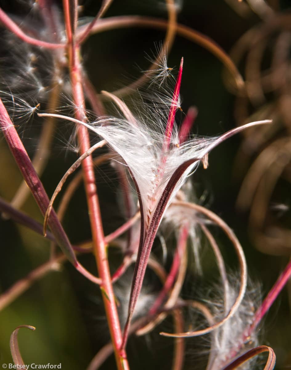 Fireweed seeds (Epilobium angustifolium) in Alaska