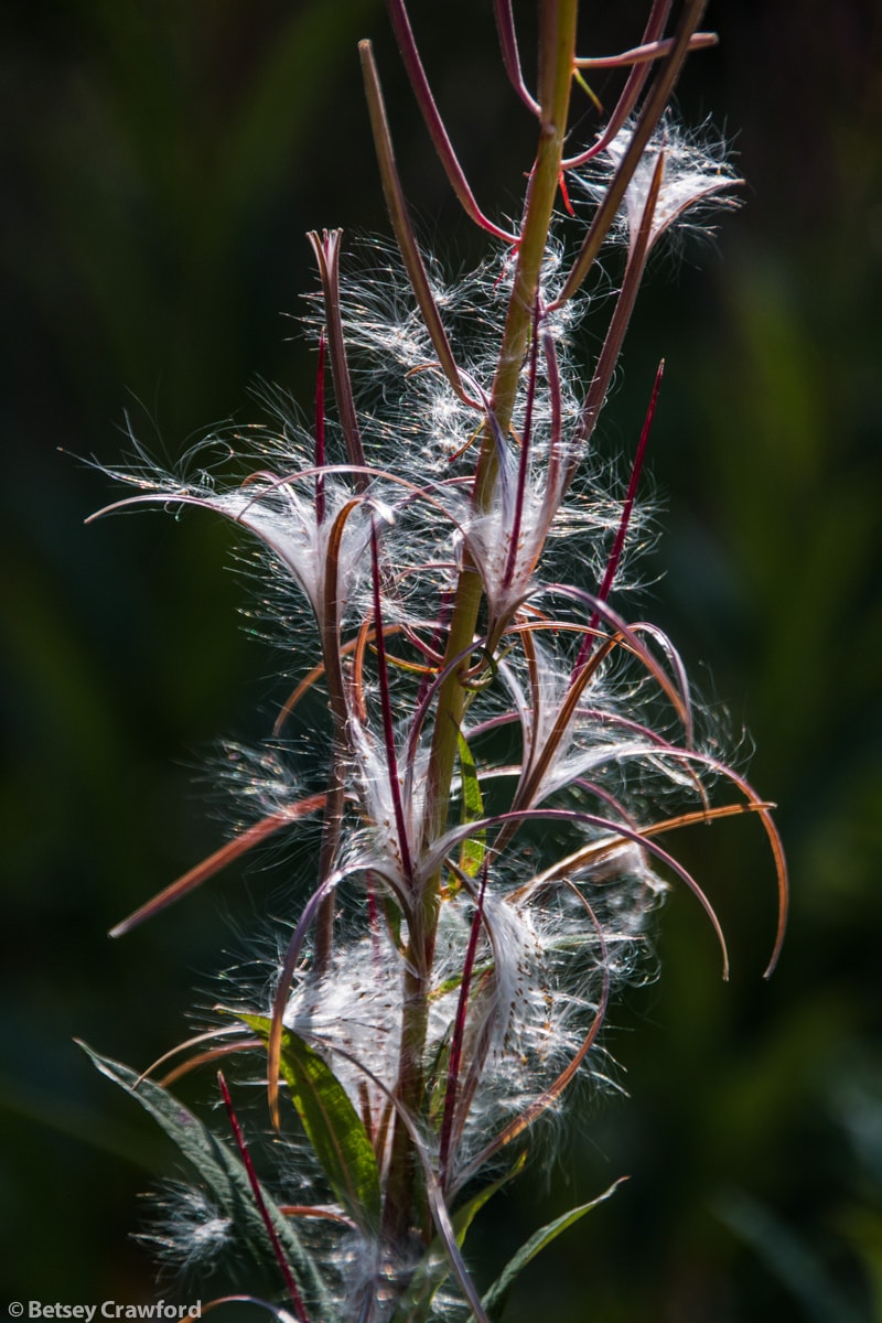 Fireweed seeds (Epilobium angustifolium) in Alaska