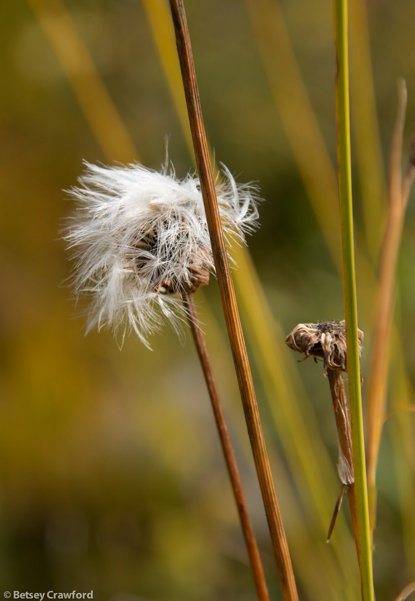 Seedhead at Meadows in the Sky, Revelstoke National Park, Revelstoke, British Columbia