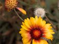 Blanket flower (Gaillardia aristata) Coeur d'Alene, Idaho