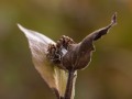 Seedhead at Meadows in the Sky, Revelstoke National Park, Revelstoke, British Columbia