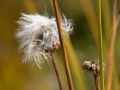 Seedhead at Meadows in the Sky, Revelstoke National Park, Revelstoke, British Columbia