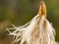 Seedhead at Meadows in the Sky, Revelstoke National Park, Revelstoke, British Columbia