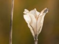Seedhead at Meadows in the Sky, Revelstoke National Park, Revelstoke, British Columbia