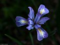 Douglas iris (Iris douglasiana) on Ring Mountain in Tiburon, California