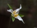 Pacific trillium (Trillium ovatum), Baltimore Canyon, Larkspur, California