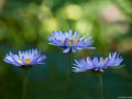 Tall purple fleabane (Erigeron peregrinus) in Waterton Lakes National Park, Alberta, Canada