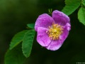 Woods rose (Rosa woodsii) in Coeur d'Alene, Idaho