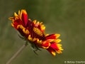 Blanket flower (Gaillardia aristata) Kootenai Wildlife Refuge, Bonner, Idaho