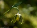 Chocolate lily (Fritillaria affinis) Tubbs Hill, Coeur d'Alene, Idaho