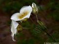 Sego lily (Calochortus nuttallii) Tubbs Hill, Coeur d'Alene, Idaho