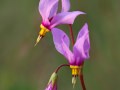 Shooting star (Dodecatheon pulchellum) Tubbs Hill, Coeur d'Alene, Idaho