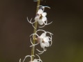 Small-flowered miterwort (Mitella stauropetala) Tubbs Hill, Coeur d'Alene, Idahord