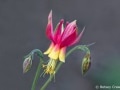 Western columbine (Aquilegia occidentalis) Coeur d'Alene, Idaho