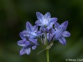 Wild hyacinth (Triteleia grandiflora) in Coeur d'Alene, Idaho
