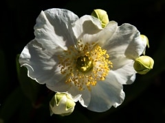 Bush anemone (Carpenteria californica) in a native plant garden in San Ramon, California