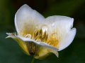 Bruneau mariposa lily (Calochortus bruneaunis) Coeur d'Alene, Idaho