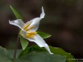 Pacific trillium (Trillium ovatum), Baltimore Canyon, Larkspur, California