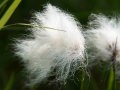 Cotton grass (Eriophorum angustifolium) Wynn Nature Center, Homer, Alaska
