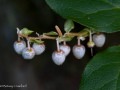 Salal (Gaultheria shallon) Prince Rupert, British Columbia, Canada