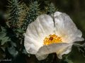 Prickly poppy (Argemone polyanthemos) Pawnee National Grasslands, Colorado