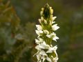 Rein orchid (Piperia elegans) Bull Point Trail, Point Reyes National Seashore, California