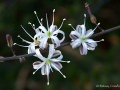 Soap plant (Chlorogalum pomeridianum) Solstice Canyon, Malibu, California