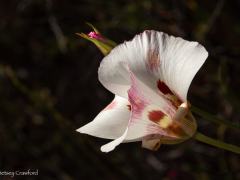 Butterfly mariposa lily (Calochortus venustus)