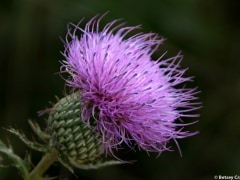 Tall thistle (Cirsium altissimum) Golden Prairie, Golden City, Missouri