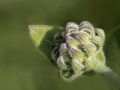 ashy-sunflower-bud-helianthus-mollis-La-Petite-Gemme-Prairie-Bolivar-Missouri-by-Betsey-Crawford