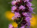 Blazing star (Liatris spicata) Schwarz Prairie, Osceola, Missouri