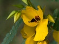 Partridge pea (Chaemaecrista fasciculata) Osceola, Missouri
