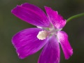 Poppy mallow (Callirhoe digitata) Golden Prairie, Golden City, Missouri