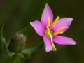 Rose gentian (Sabatia angularis) Golden Prairie, Golden City, Missouri