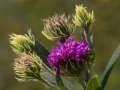 Rough blazing star (Liatris aspera) Schwarz Prairie, Osceola, Missouri