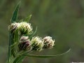 Rough blazing star buds (Liatris aspera) Wah-Kon-Tah Prairie, Osceola, Missouri