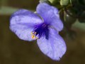 Spiderwort (Tradescantia ohioensis) Osceola, Missour