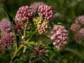 Swamp milkweed (Asclepias incarnata) at Golden Prairie, Golden City, Missouri