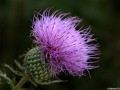 Tall thistle (Cirsium altissimum) Golden Prairie, Golden City, Missouri