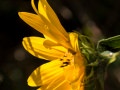 Woodland sunflower (Helianthus strumosus) Osceola, Missouri