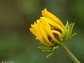 Ozark-sunflower-bud-helianthus-silphioides-Osceola-Missouri-by-Betsey-Crawford