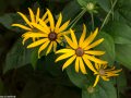 Ozark-sunflower-helianthus-silphioides-Osceola-Missouri-by-Betsey-Crawford