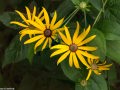 Ozark-sunflower-heliantus-silphioides-Osceola-Missouri-by-Betsey-Crawford