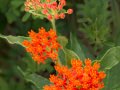 butterfly-weed-asclepias-tuberosa-Osceola-Missouri-by-Betsey-Crawford