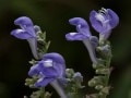 helmet-flower-scutellaria-integrifolia-Osceola-Missouri-by-Betsey-Crawford