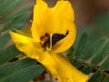 partridge-pea-chamaecrista-fasciculata-Osceola-Missouri-by-Betsey-Crawford