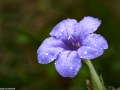 prairie-petunia-ruellia-humilis-Osceola-Missouri-by-Betsey-Crawford