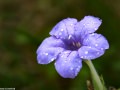 prairie-petunia-ruellis-humilis-Osceola-Missouri-by-Betsey-Crawford